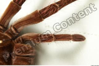 Theraphosa blondi 0011